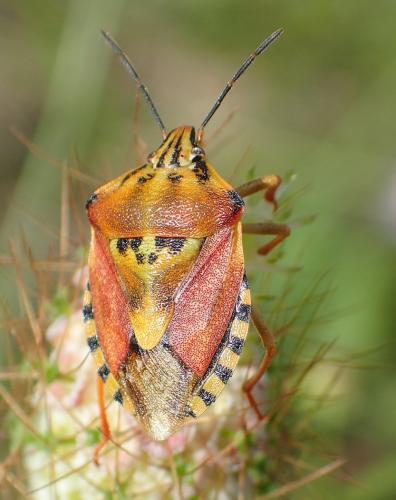 Réf. 188 579 : Carpocoris pudicus